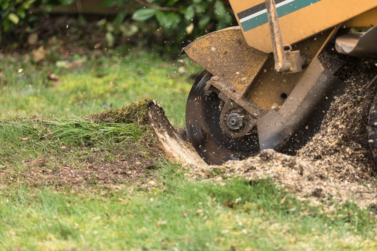 Stump grinding equipment removing a tree stump